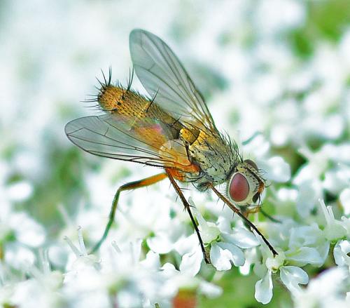 Solieria pacifica